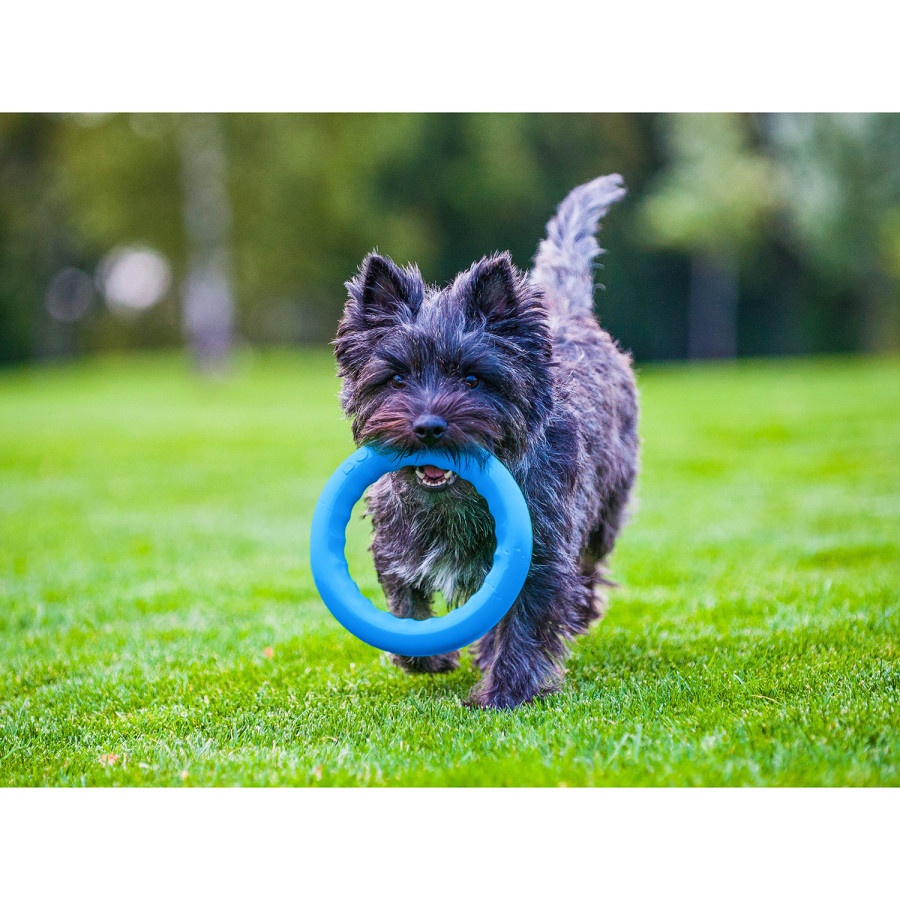 PitchDog (ПитчДог) - кольцо игрушка для собак, Голубой