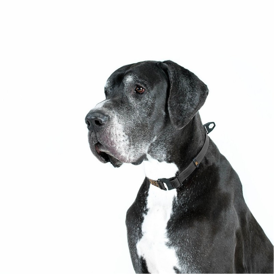 Нашийник COLLAR EVOLUTOR (КОЛЛАР ЕВОЛЮТОР) для собак середніх, великих і ДУЖЕ великих порід, пряжка з надміцного авіаційного алюмінія з площадкою для гравіювання, 25-70 см, Чорний