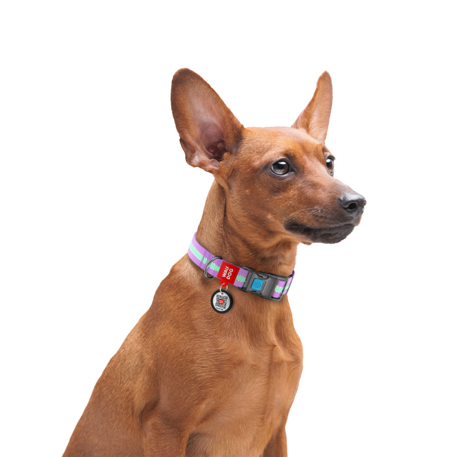 Нашийник для собак WAUDOG Nylon з QR паспортом, світлонакопичувальний (світиться у темряві), пластикова пряжка-фастекс, фіолетовий