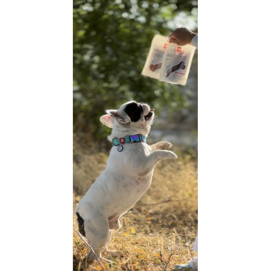 Ошейник для собак WAUDOG Nylon Recycled с QR паспортом, градиент, голубой
