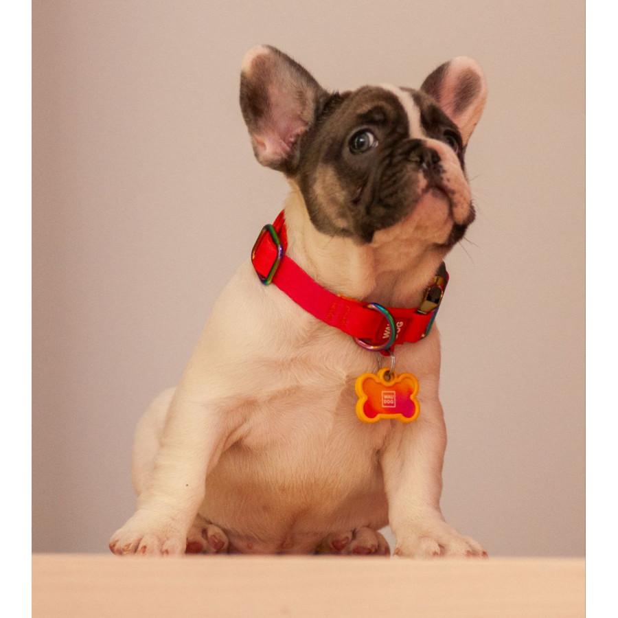 Ошейник для собак WAUDOG Nylon Recycled с QR паспортом, градиент, оранжевый