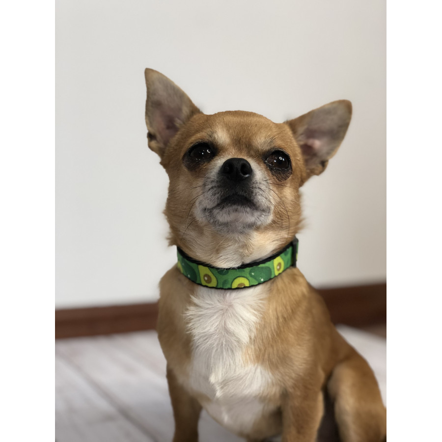 WAUDOG Nylon dog collar with QR-passport, "Avocado", plastic fastex buckle