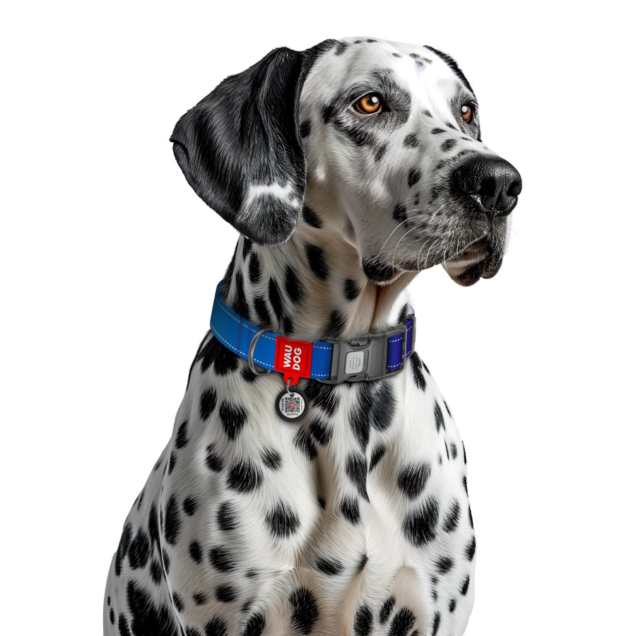 Нашийник для собак нейлоновий WAUDOG Nylon Mono з QR паспортом, світловідбивний, пластиковий фастекс, синій