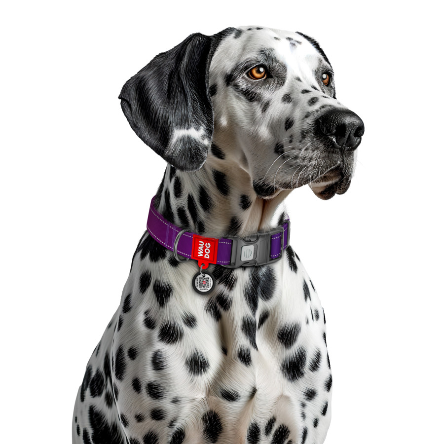 Нашийник для собак нейлоновий WAUDOG Nylon Mono з QR паспортом, світловідбивний, пластиковий фастекс, фіолетовий