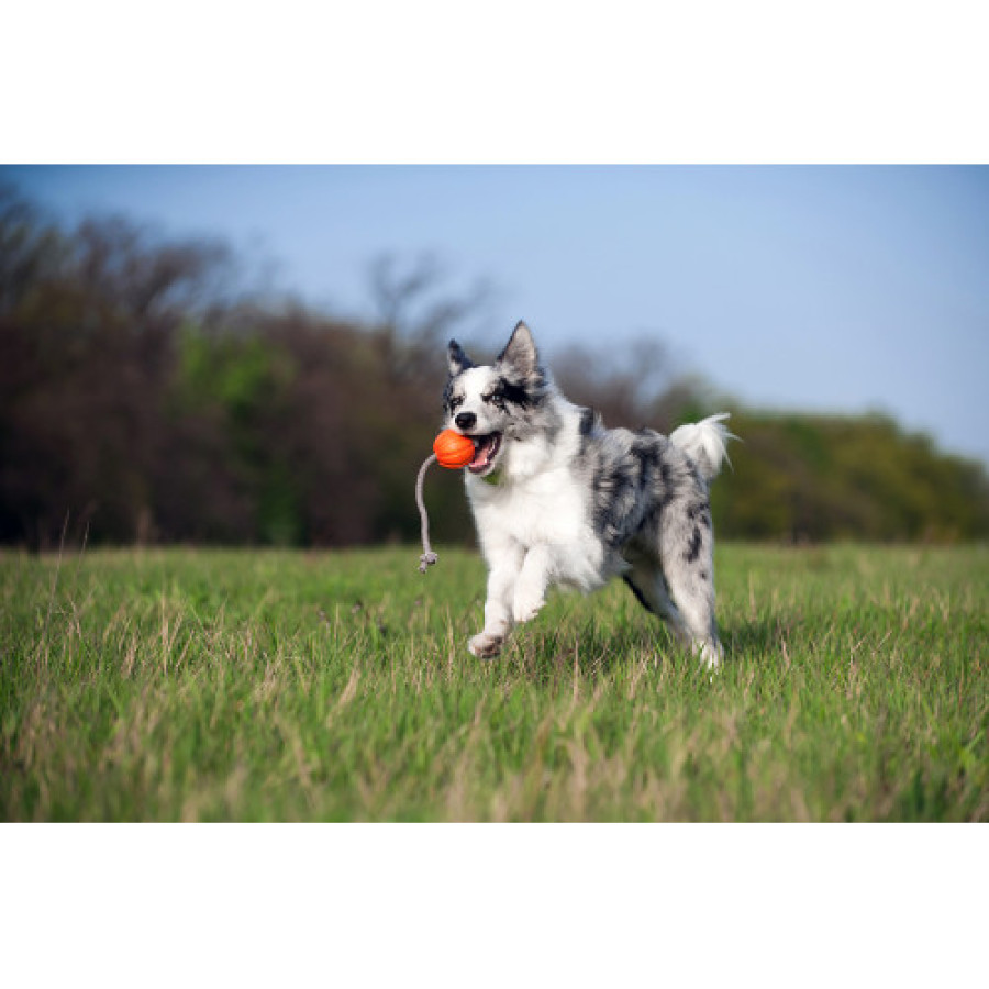Liker Cord 7 - мячик со шнуром для собак мелких и средних пород