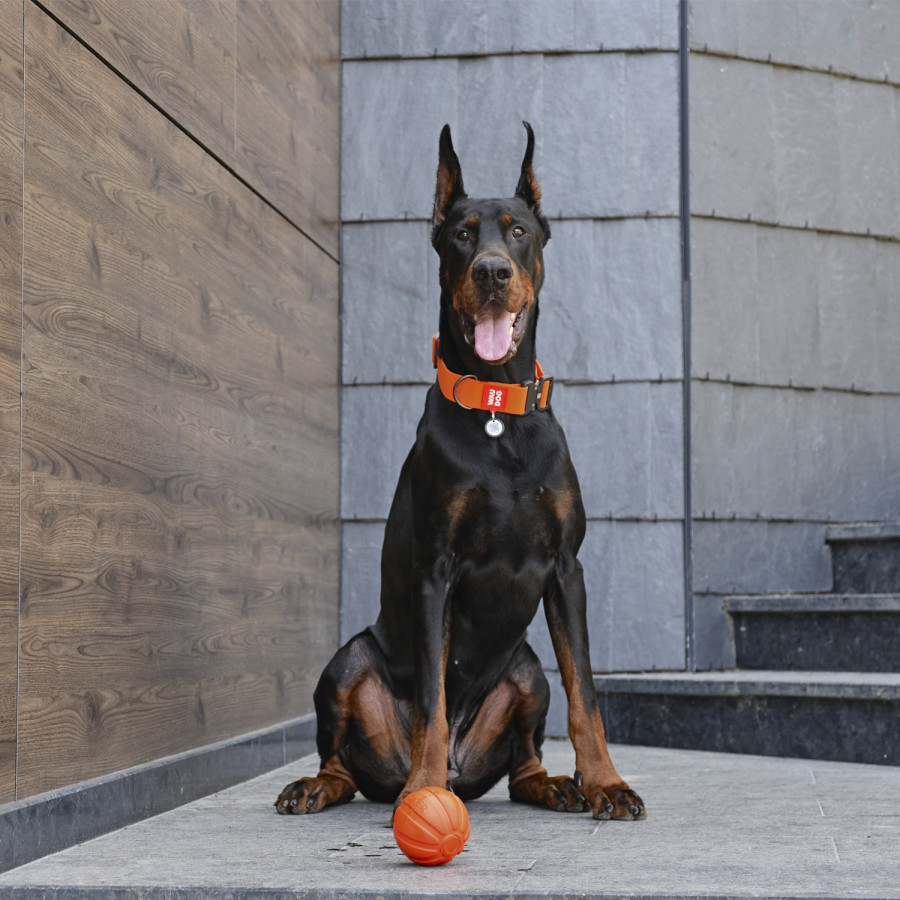WAUDOG Waterproof dog collar with QR-passport, metal fastex, orange (width 40 mm, length 43-70 cm)
